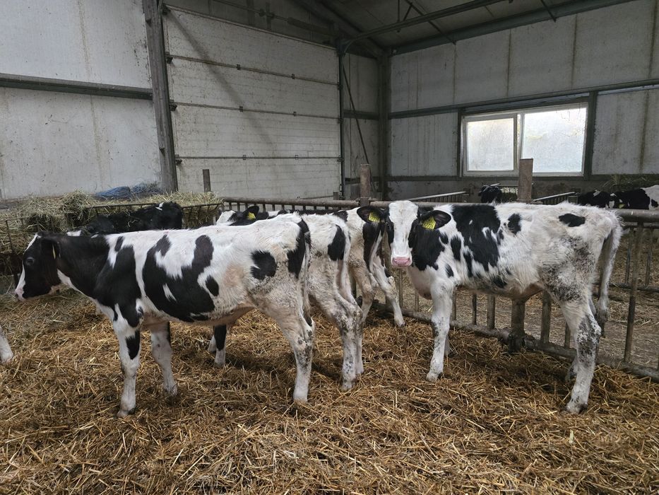 Sprzedam byczki opasy