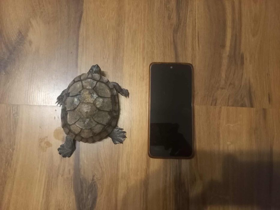 Żółw wodno-londowy