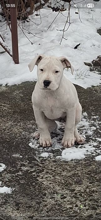 Bandog piekna suczka nie dog argentyński cane corso amstaff presa