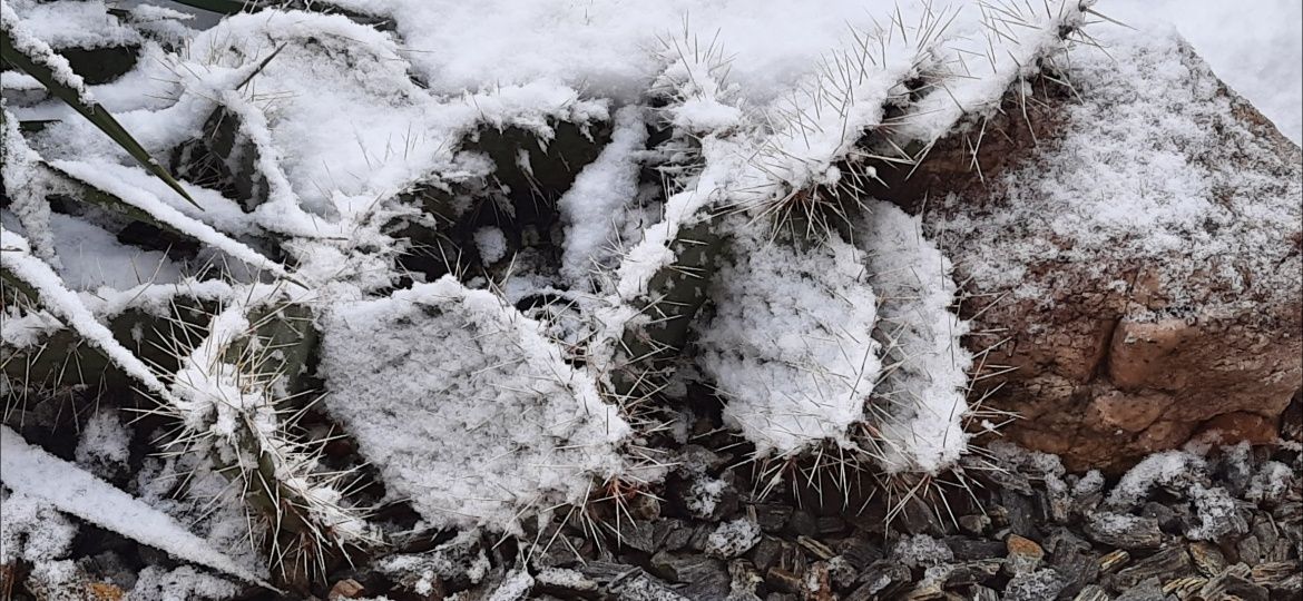 Opuntia opuncja mrozoodporna