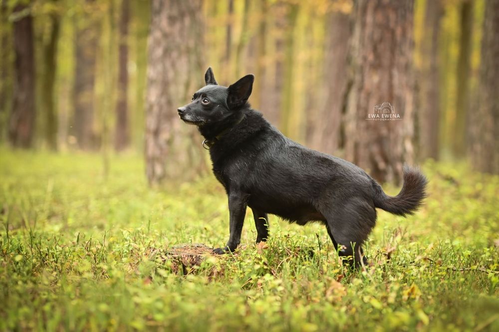 Reksio 5 kg mikro piesek do adopcji