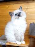 Kocurek  Rasy Ragdoll