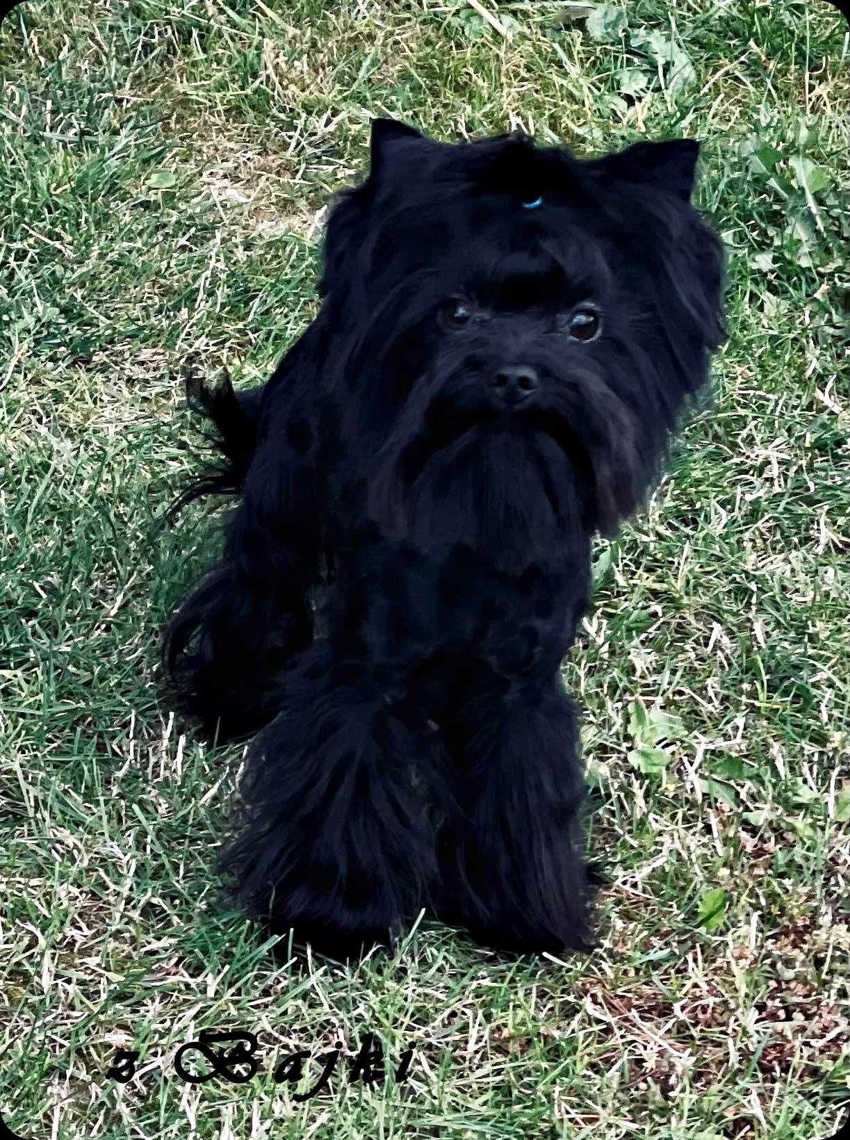 York czarny do kochania - Black Yorkshire Terrier.
