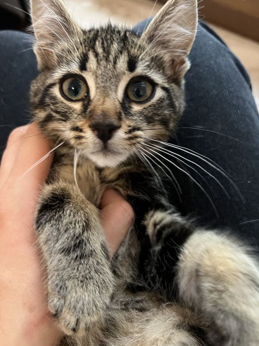 Małe kotki do adopcji