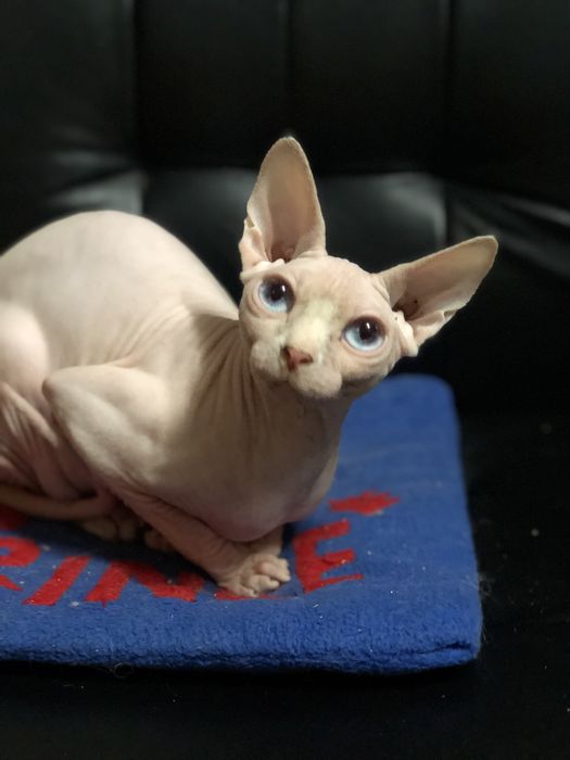 Канадский сфинкс кошка