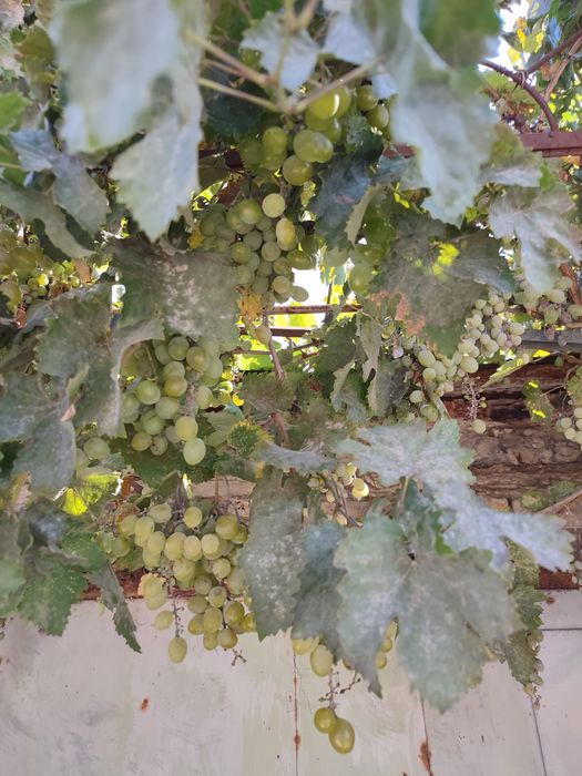 Продаю Гараж а/к" Лада"в Октябрьском