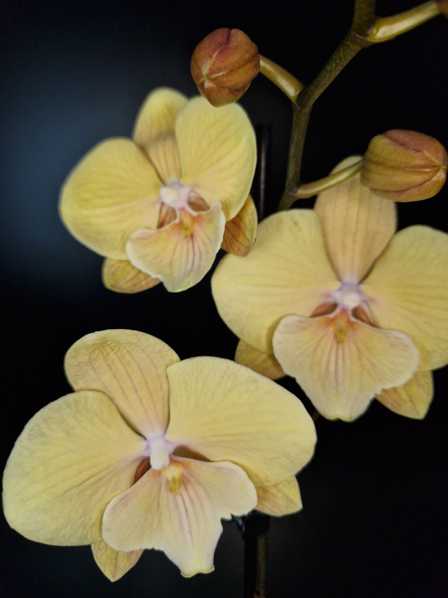 Орхідея стандарт Жовтий бігліп