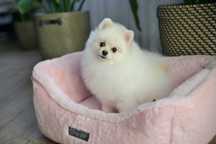 Pomeranian , chłopak jasny krem