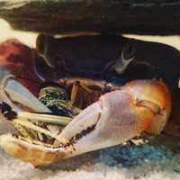 Krab tęczowy - krab | skorupiak | krabik | Petmarket