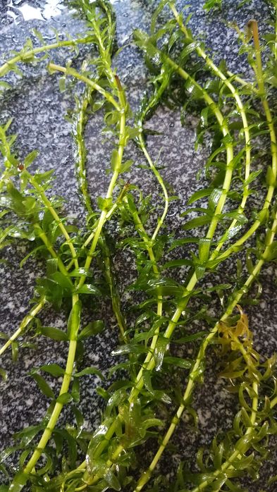 Plantas de aquário ou lago