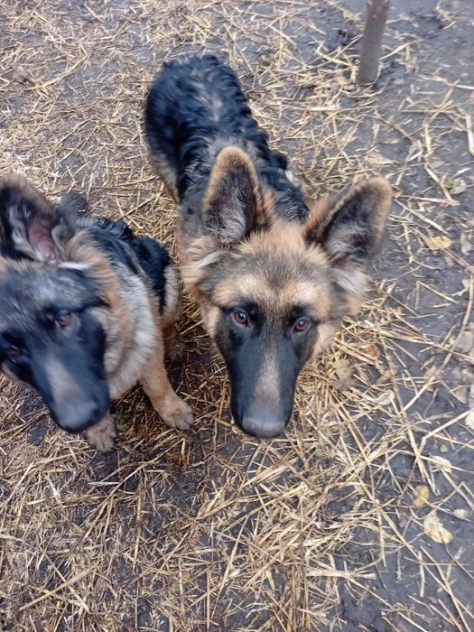 Продам цуценят нім вівчарки