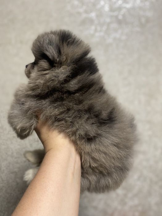 Шпіц померанський дівчинка