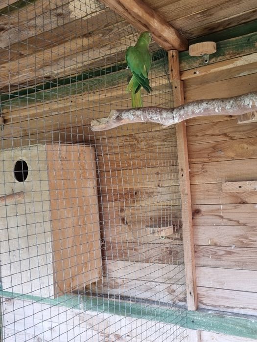 Aleksandretta obrożna