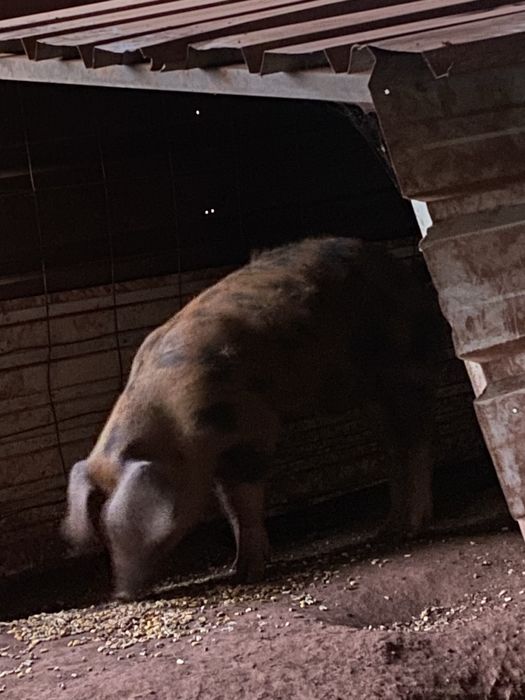 Porco pietran 7meses