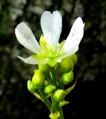 Kit completo p/ Planta Carnivora Dionaea Muscipula