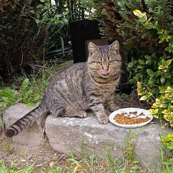 Котик в добрі руки