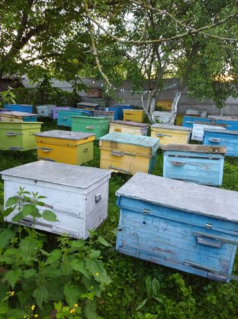 Продам бджолосімі