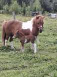 Konik kucyk klacz + źrebak