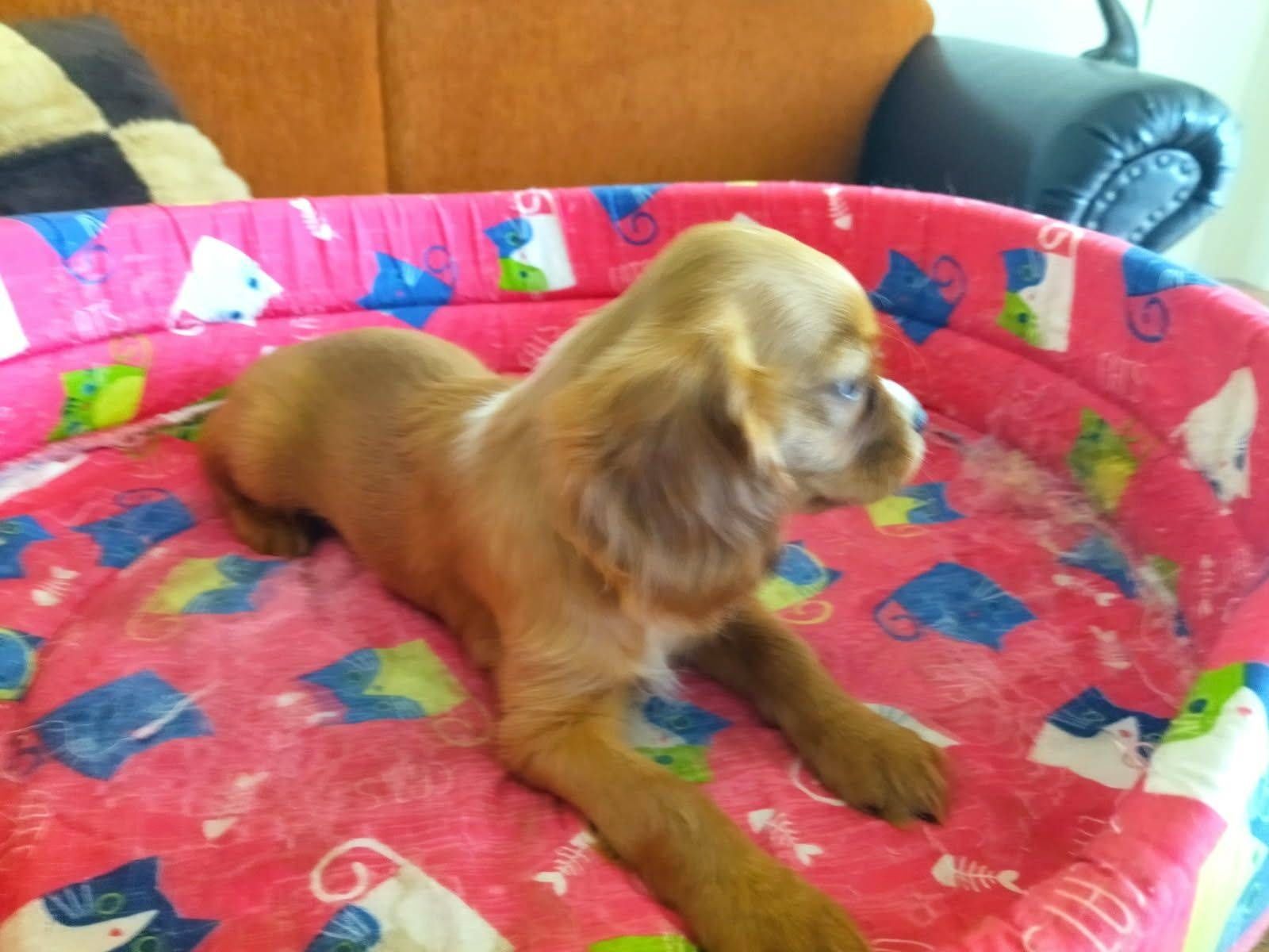 Cavalier King Charles