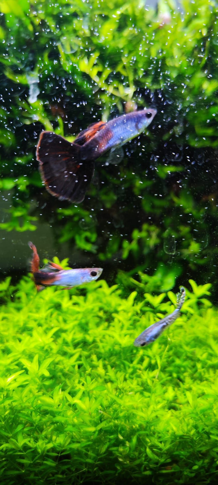 Vendo peixes e camarões