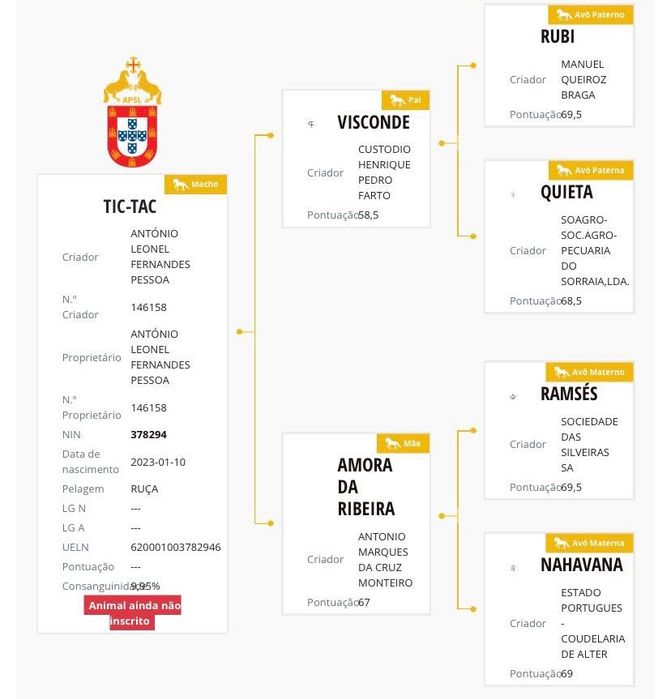 Poldro lusitano muito típico