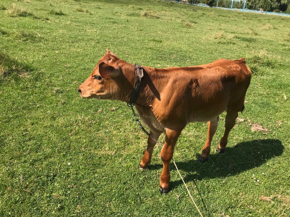 Продам теличку Марту