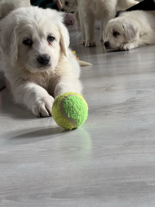 Owczarek podhalanski suczka