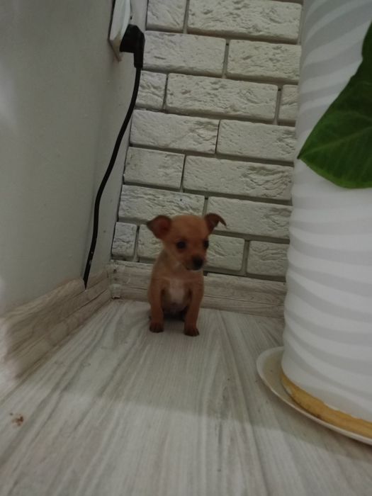 Ratlerek miniaturka piesek