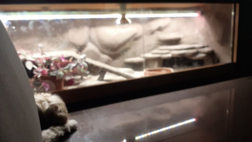 Agama z terrarium