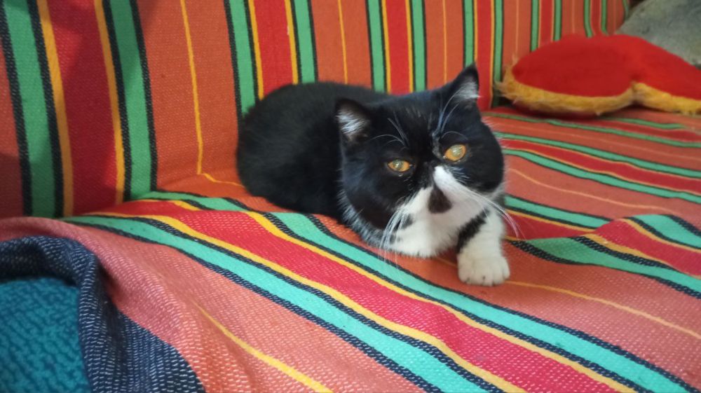 Кот, кіт екзот (вязка)