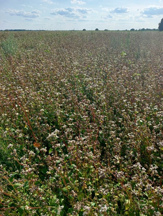 Продам гречку очищену