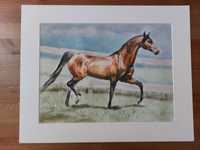 Obraz pastela akwarela koń "Gniadosz w słońcu"