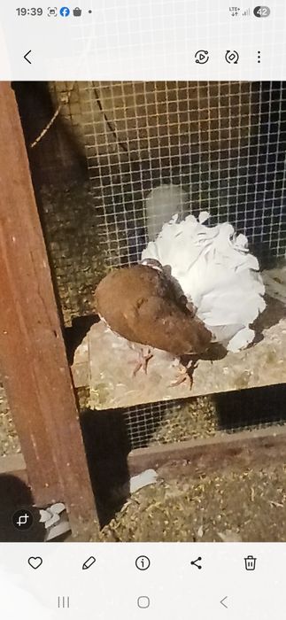 Sprzedam golebie pawiki dwie pary