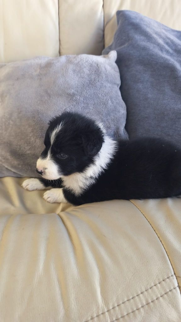 Border Collie macho