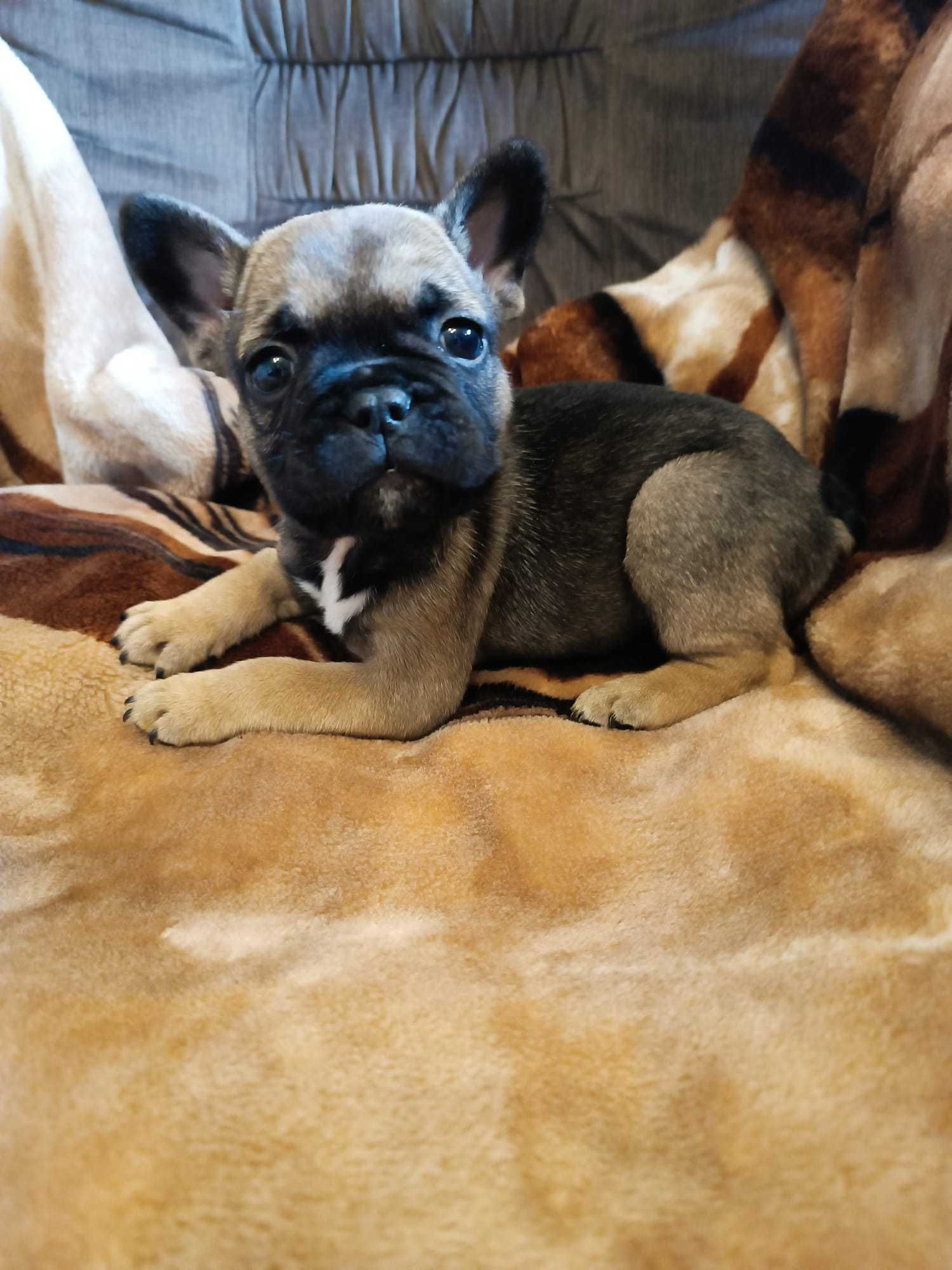 Buldog francuski