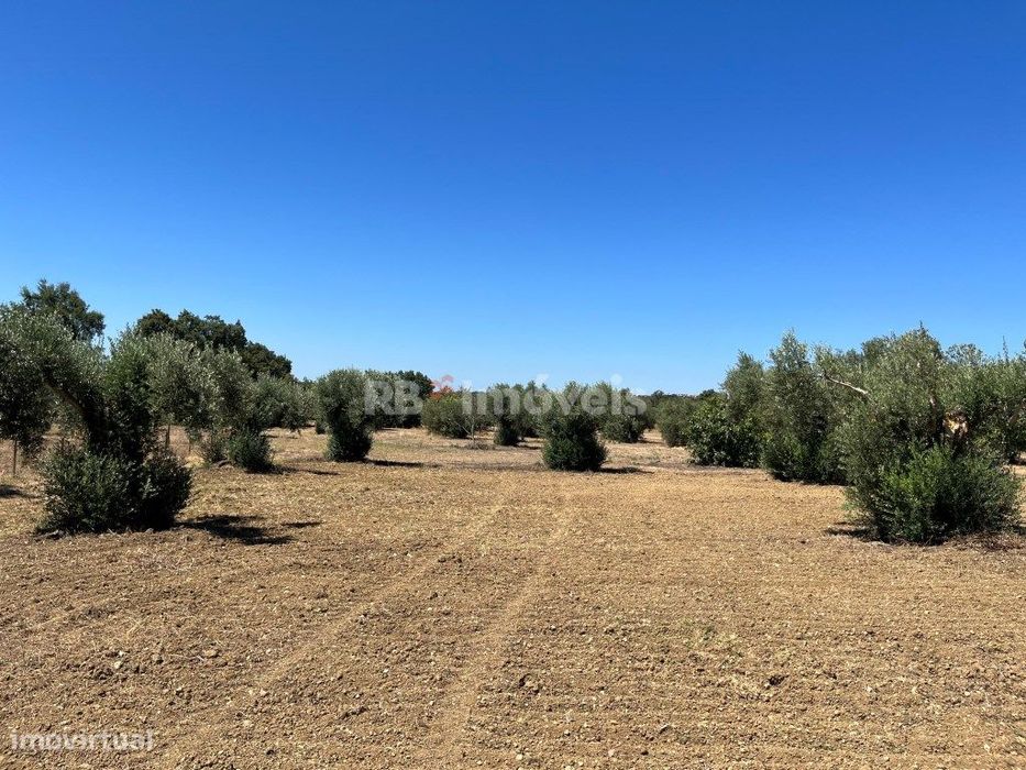 Terreno rústico com 4360 m2, situado em Paialvo, concelho de Tomar.