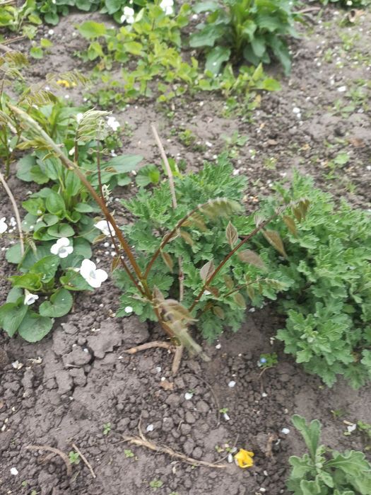 Гліцинія.          .