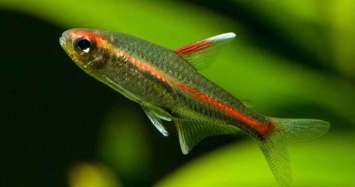 GB Zwinnik Jarzeniec | Pakiet 1-19 szt. - dowóz ryb!