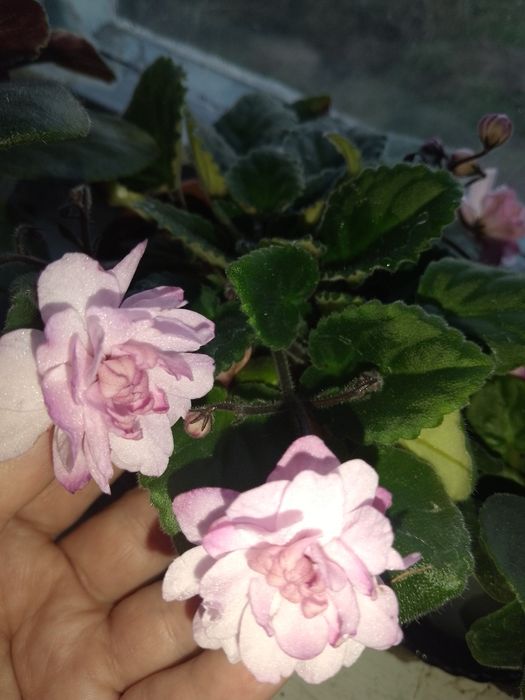 Пропоную обмін фіалочки, або лмсточки