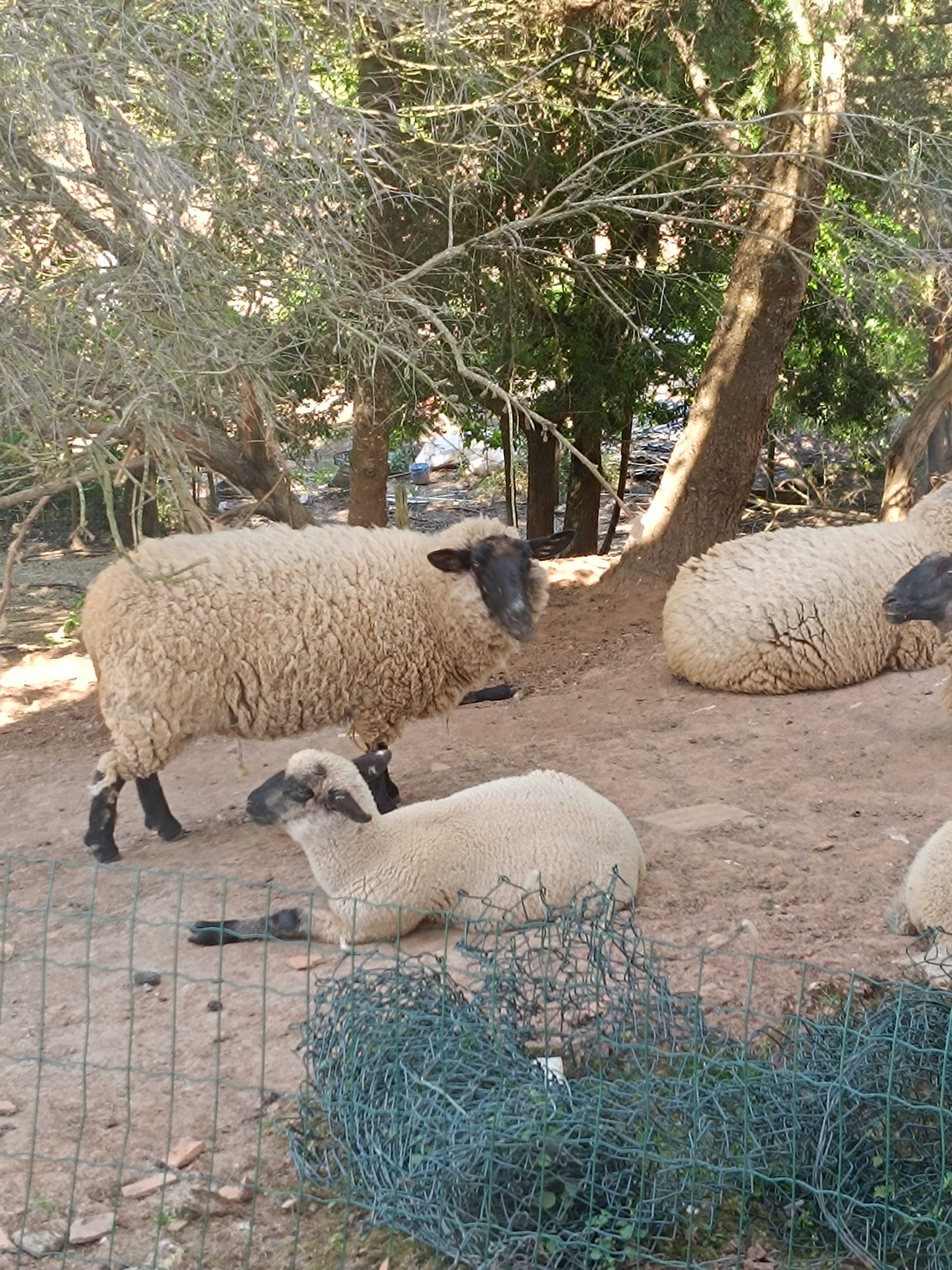 Ovelhas de raça para venda