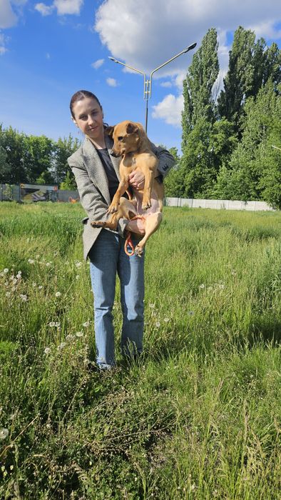 Невеличка стерилізована руденька собачка шукає господарів!