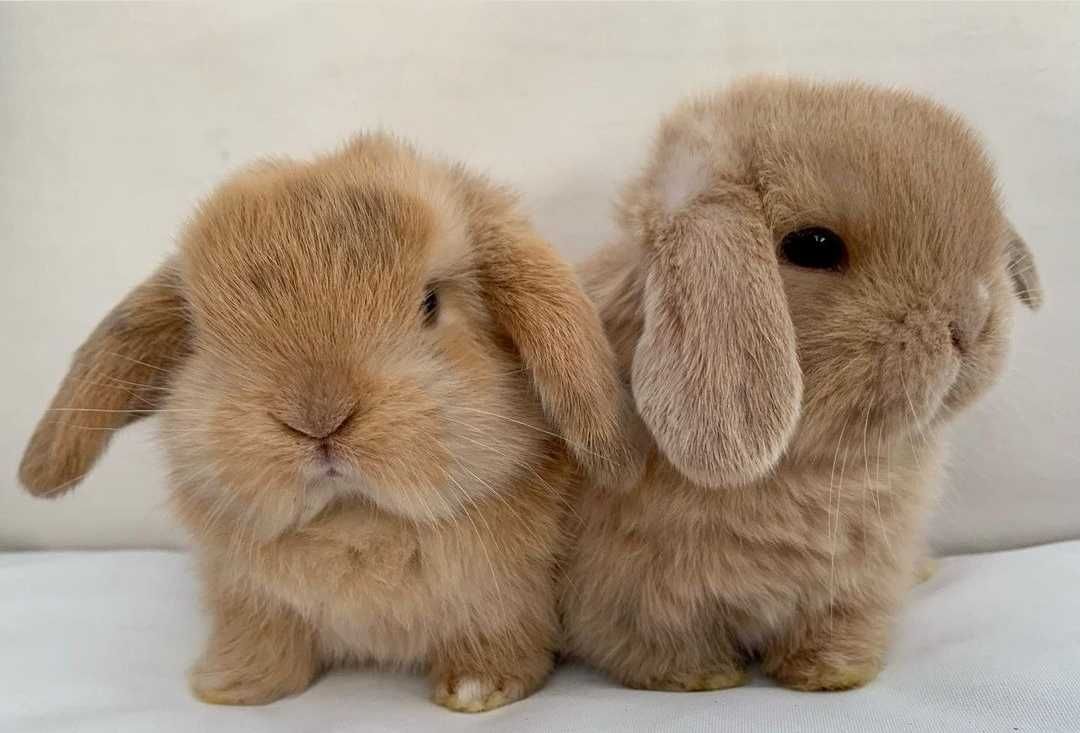 KIT Coelhos anões orelhudos, mini lop adoráveis e super inteligentes