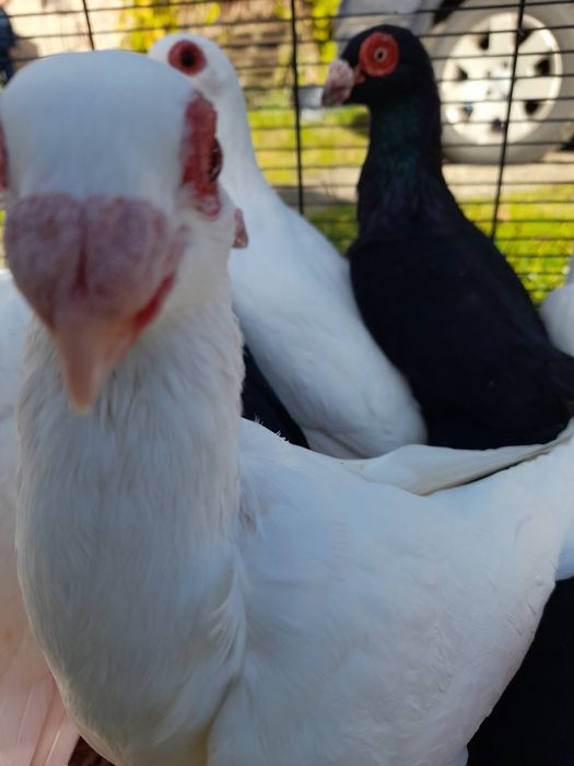 Gołębie indiany samce I samice