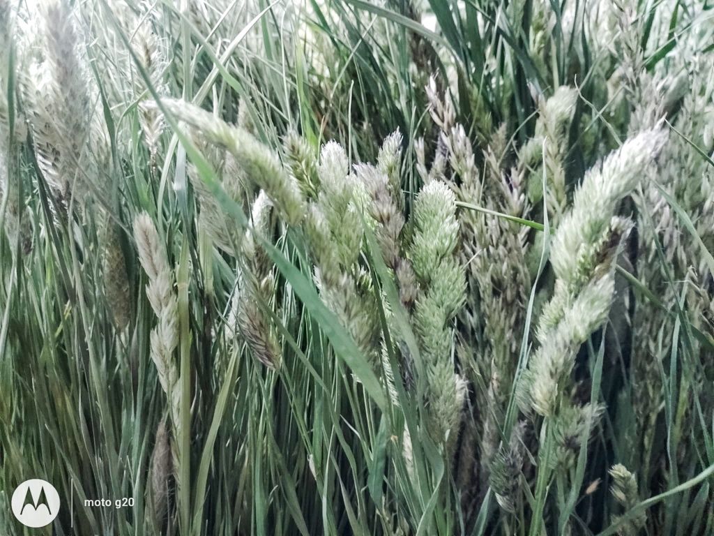 Trawa ozdobna, suszona pęczek 20 sztuk,