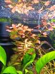 Roślinki akwariowe, Ludwigia