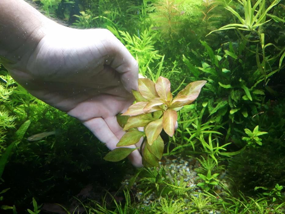 Ludwigia Repens Green. Bez CO2 !