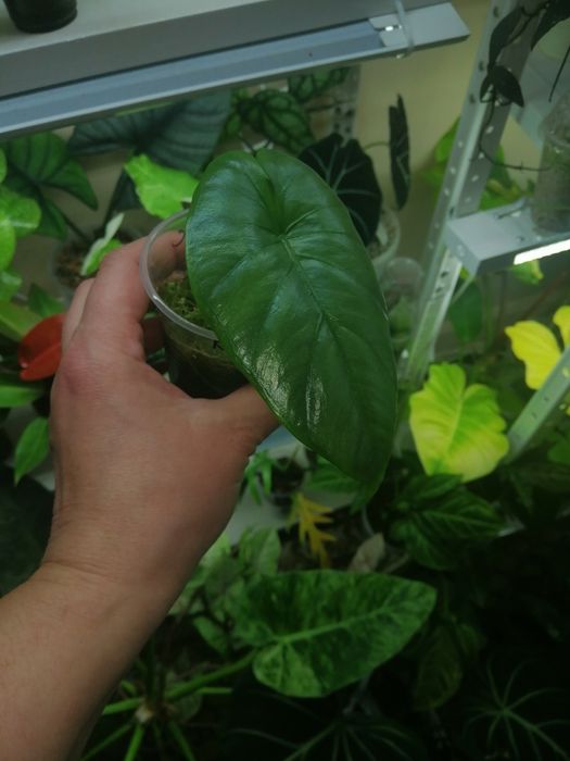 Алоказия набор. Макрориза блек стем, коразон, полли.