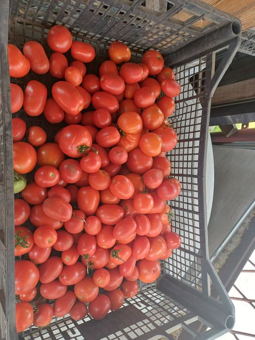 Warzywa-buraki,czosnek,pomidory,cebula,marchew