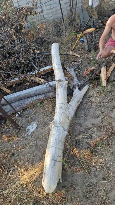 Унікальна коряга / дерево для декору, інтер’єру, саду чи акваріума