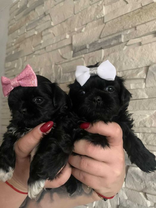 Shih tzu piesek czekoladki